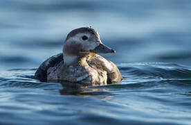 Long-tailed Duck