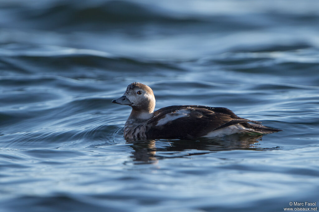 Long-tailed Duckimmature, identification, swimming