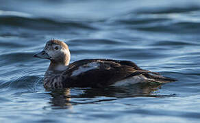 Long-tailed Duck