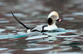 Long-tailed Duck