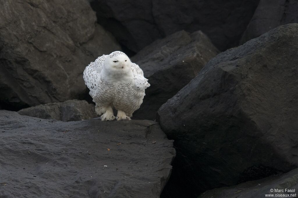 Snowy Owl, identification