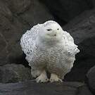 Harfang des neiges