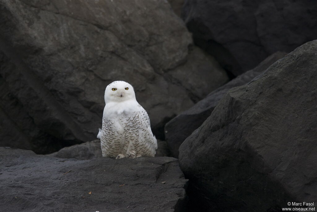 Harfang des neiges, identification