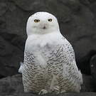 Harfang des neiges