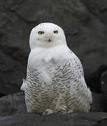 Snowy Owl