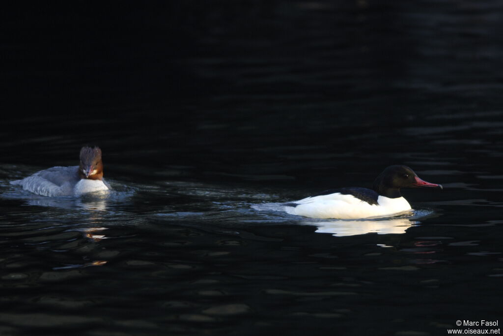 Common Merganseradult post breeding, identification