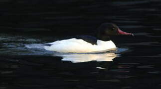 Common Merganser