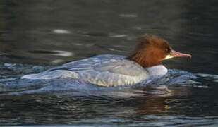 Common Merganser