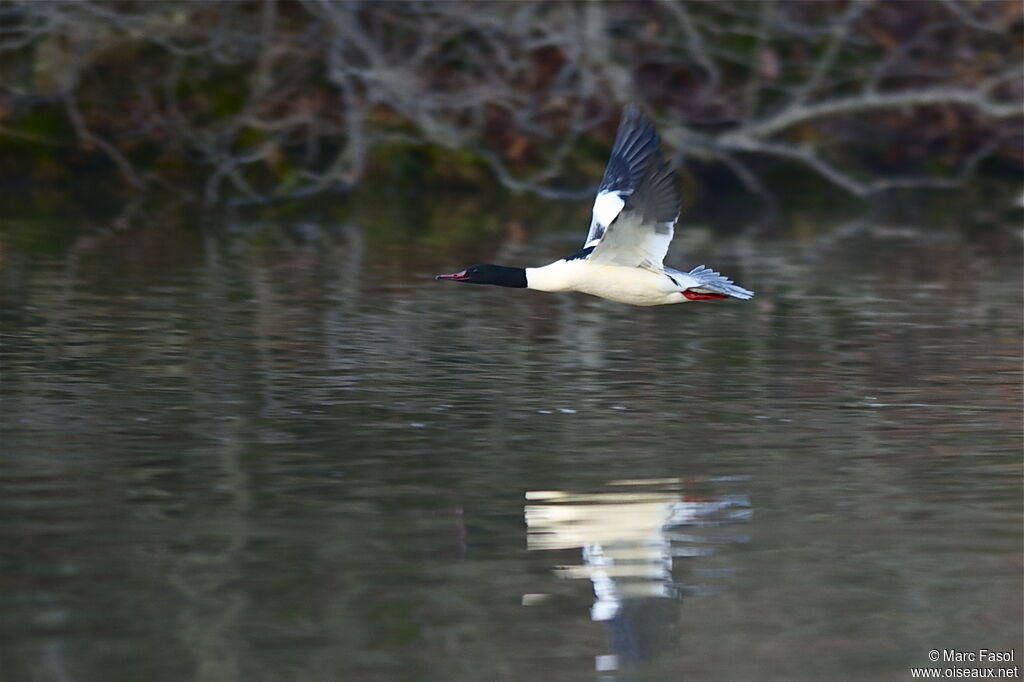 Common Merganser male, Flight