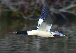 Common Merganser