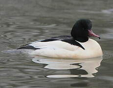 Common Merganser