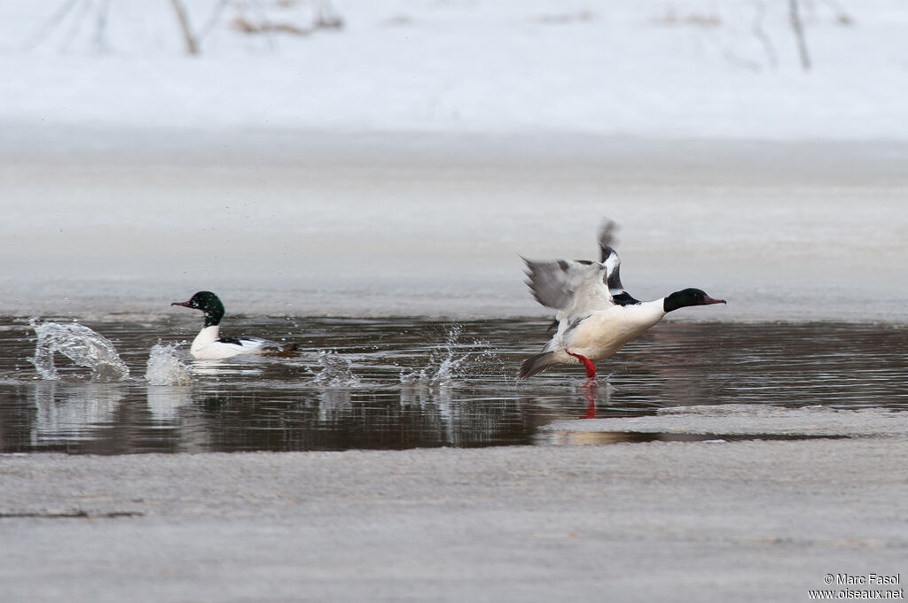 Common Merganser, Flight