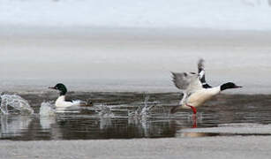 Common Merganser