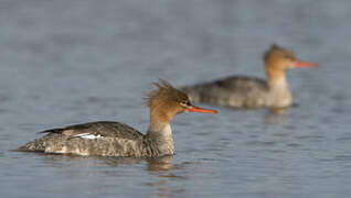 Red-breasted Merganser