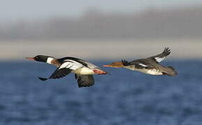 Red-breasted Merganser