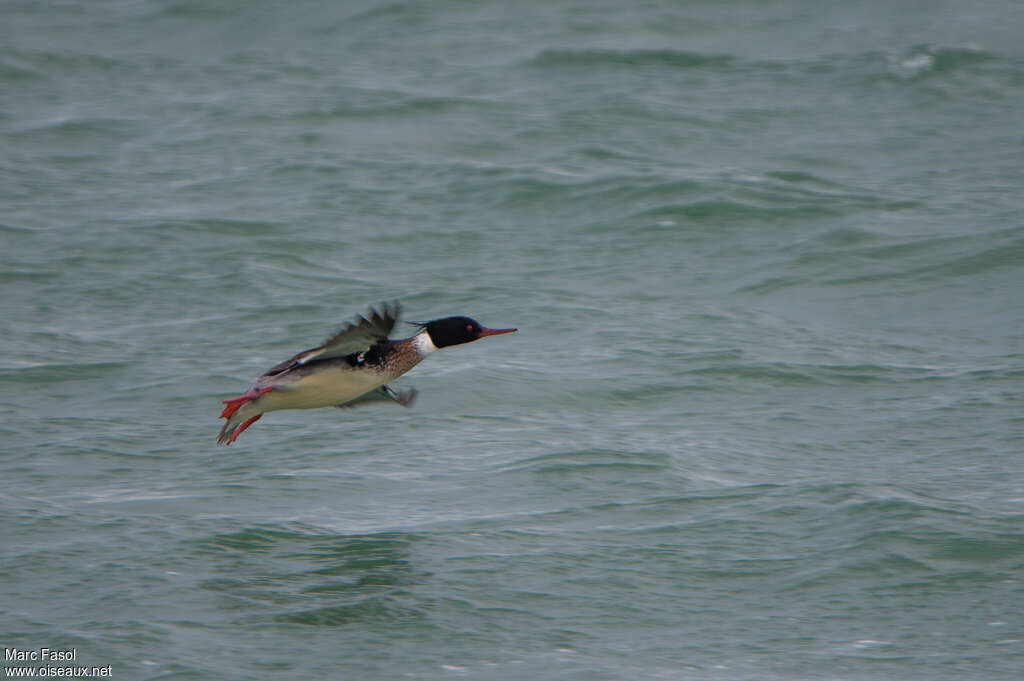 Red-breasted Merganser male adult, Flight