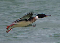 Red-breasted Merganser