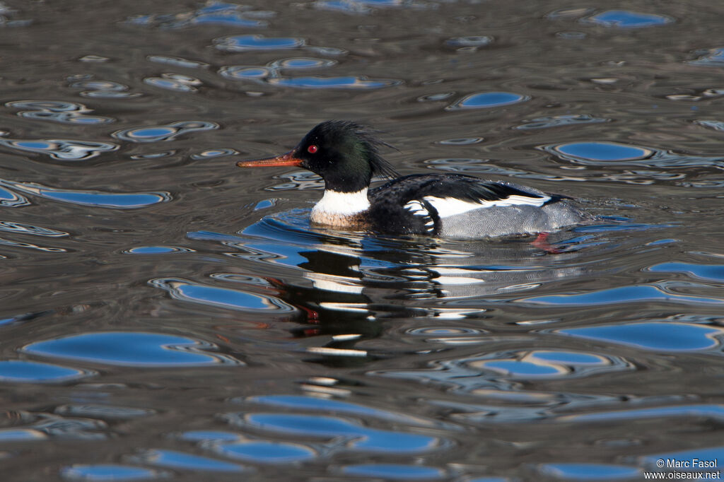 Harle huppé mâle adulte, identification, pêche/chasse