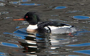 Red-breasted Merganser