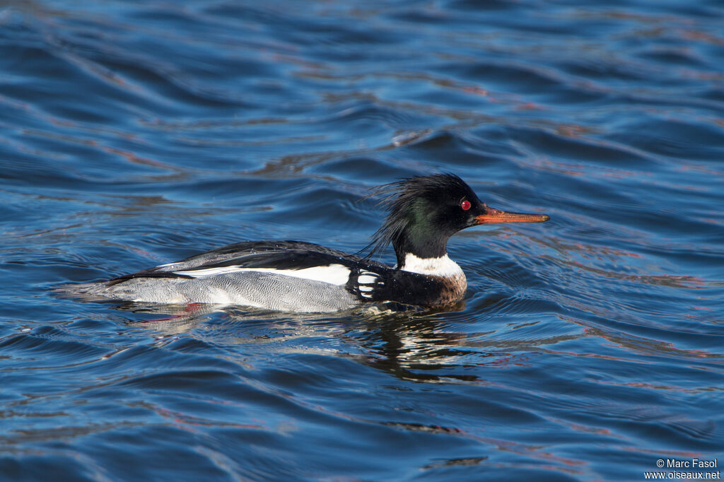 Harle huppé mâle adulte nuptial, identification, pêche/chasse