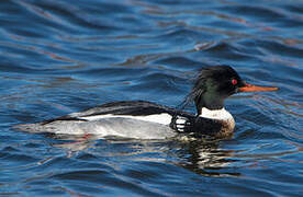 Red-breasted Merganser