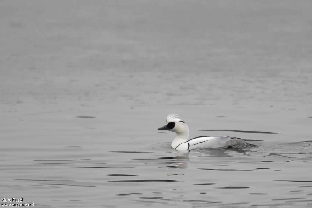 Smew male adult breeding, aspect, swimming