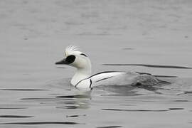 Smew