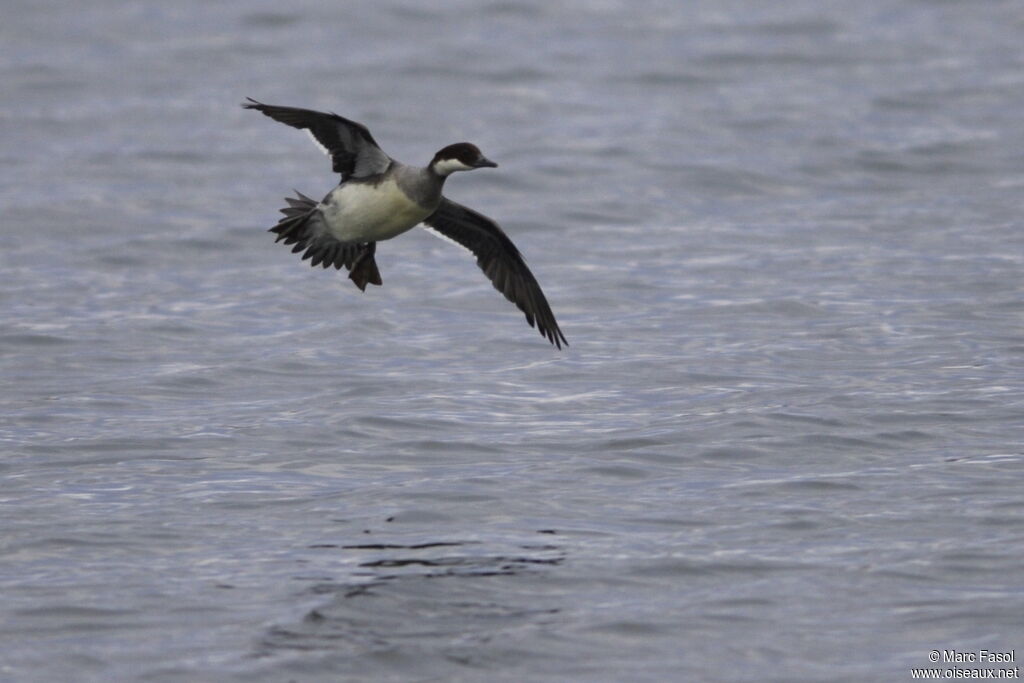 Smew female adult, Flight