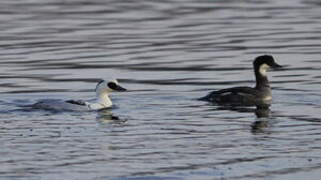 Smew