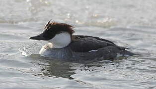 Smew