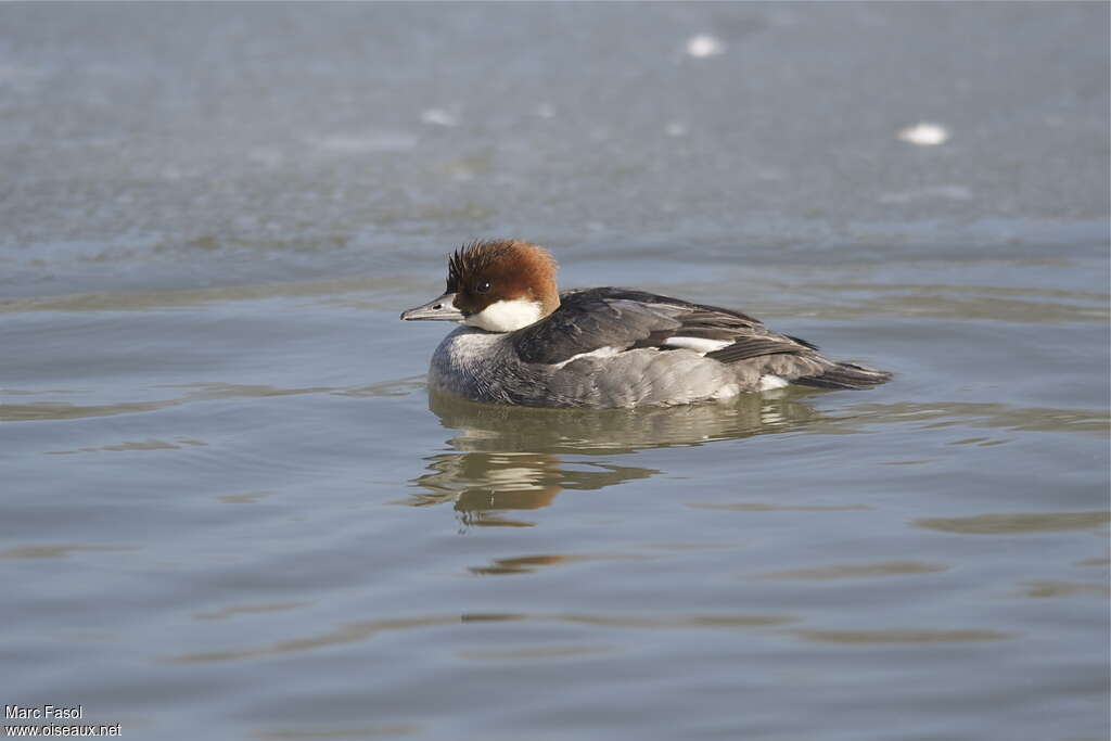 Smew female adult breeding, pigmentation, swimming