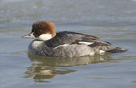 Smew