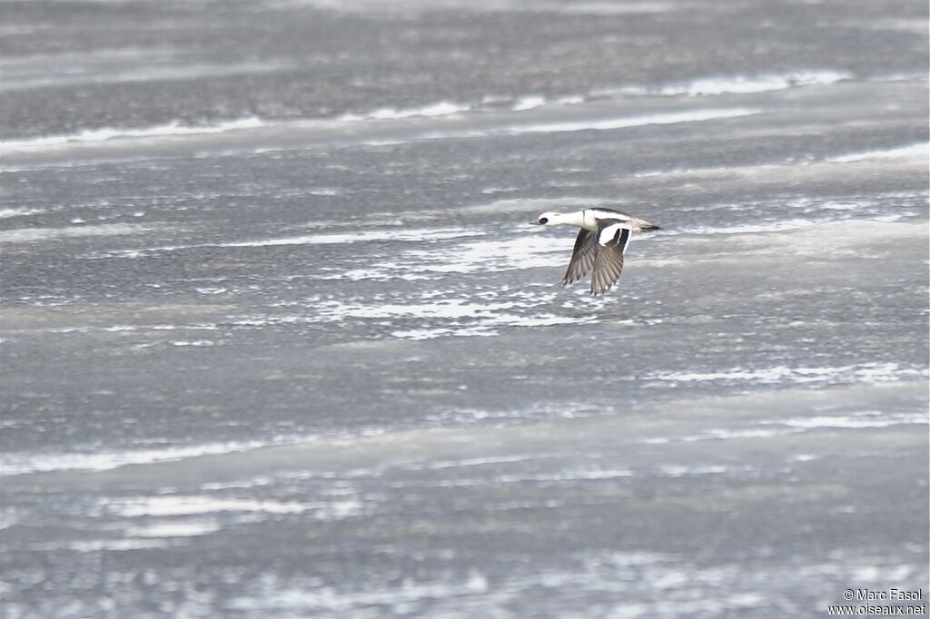 Smew male, Flight