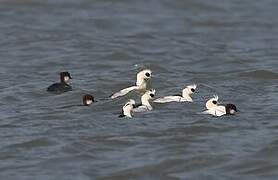 Smew