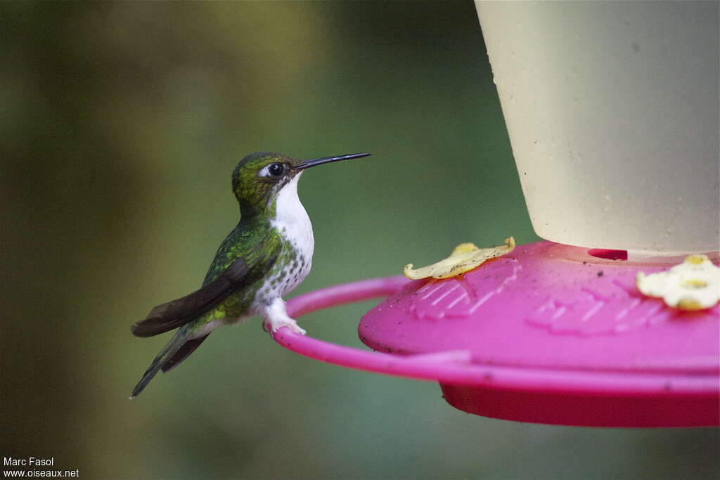 White-booted Racket-tail female adult, identification