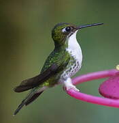 White-booted Racket-tail