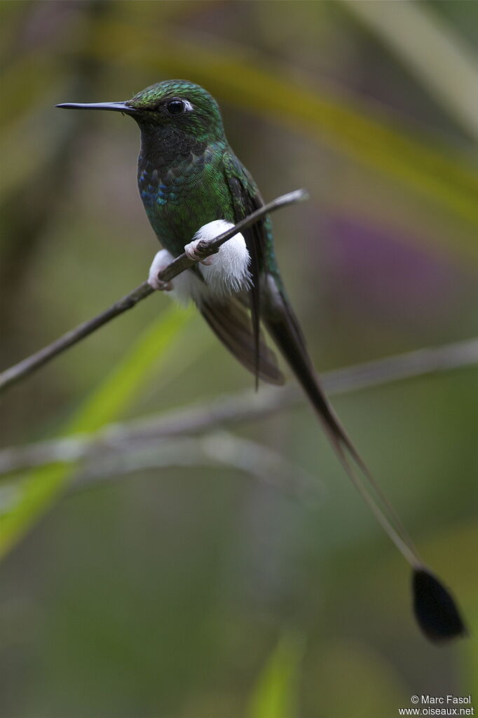 White-booted Racket-tail male adult, identification