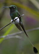 White-booted Racket-tail