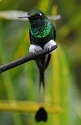 White-booted Racket-tail