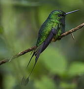 Rufous-booted Racket-tail