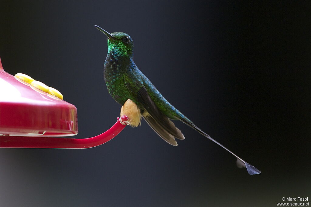 Rufous-booted Racket-tail male adult, identification