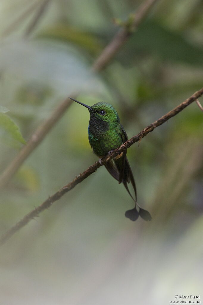 Haut-de-chausses de Bolivie mâle adulte, identification