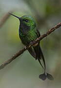 Rufous-booted Racket-tail