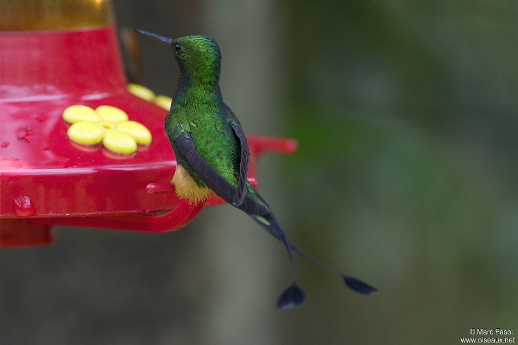 Rufous-booted Racket-tail male adult, identification, feeding habits