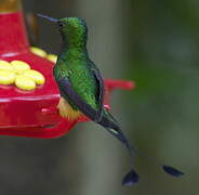 Rufous-booted Racket-tail