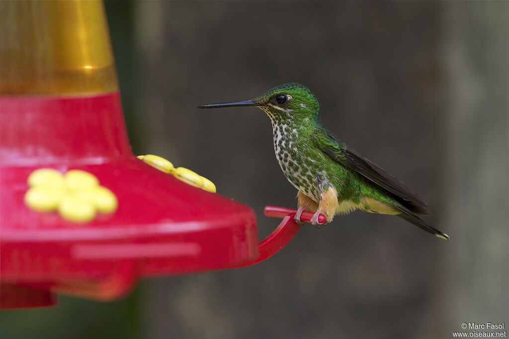 Rufous-booted Racket-tail female, identification