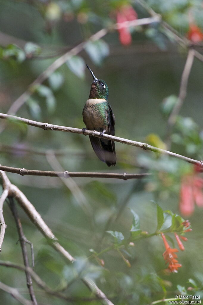 Héliange à gorge améthyste mâle, identification