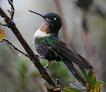 Amethyst-throated Sunangel