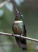 Amethyst-throated Sunangel