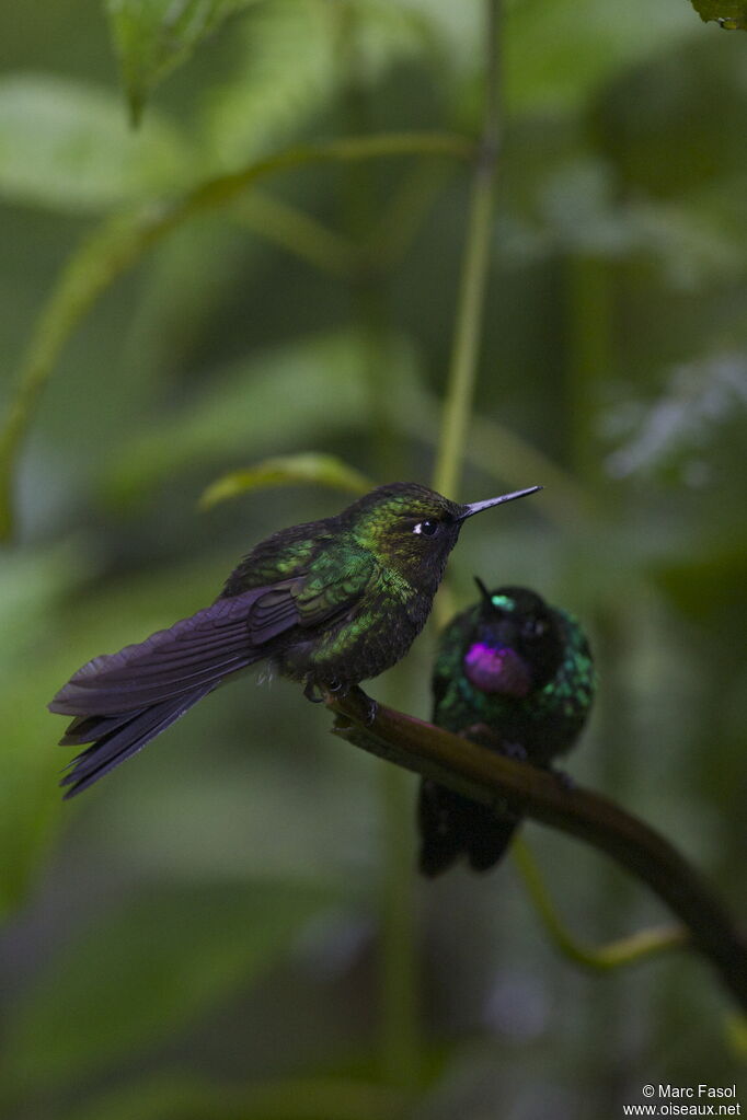 Tourmaline Sunangel male adult, identification